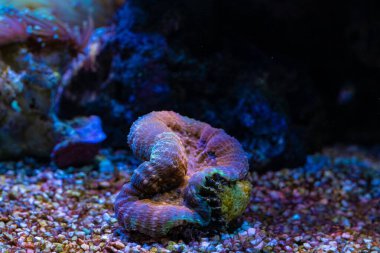 LPS lobed kaktüs mercan, polip baş strese, laminar dalga akışı, canlı kaya ekosistemi, floresan isteyen evcil hayvan, profesyonel akvaryum bakımı, LED mavi düşük ışık, nano resif deniz akvaryumu