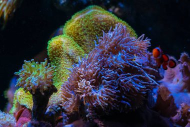 Duncan mercan kolonisi, LPS polipleri LED mavi ışıkta parlıyor, meşale mercan dokunaçları parça dolgusunda, canlı kaya nano resif deniz akvaryumu, yeni başlayanlar için evcil hayvan, sığ akvaryum, dalga üreticisi laminar akışı