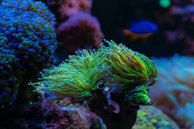 Floresan meşale mercanı yeşil duyargayı hareket ettirir, yumuşak mercan parça dolgusunda büyür, resif deniz akvaryumu, canlı kaya marikülü su kuyusu, LED aktinik mavi ışığın popüler hayvanı, dalga üreticisi laminar akışı