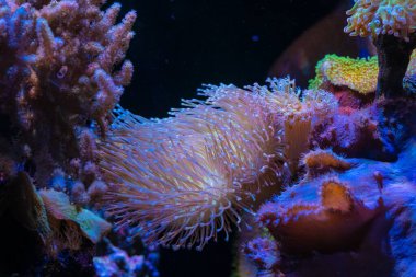 Floresan Sarcophyton glaucum baş dokunaç, Sinularia dura mantar canlı kaya taşı üzerinde yumuşak mercan parçası, LED mavi düşük ışık, acemi resif deniz akvaryumu su işareti, popüler hayvan, seçici odaklı