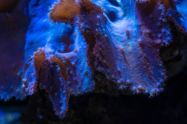 Sinularia dura mushroom coral macro detail, animal polyp move tentacle, wave maker laminar flow pump, reef marine aquarium ecosystem, beginner aquarist pet hobby, LED actinic light, professional care clipart