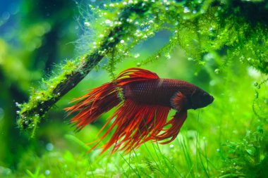 Kır kuyruklu Betta görkemi yosun dallarında saklanır, su üzerinde yüzer, vahşi türlerin yapay su ticaretini yapmak kolaydır, parlak LED ışığı altında canlı renkler, bulanık arka plan bulanıklığı