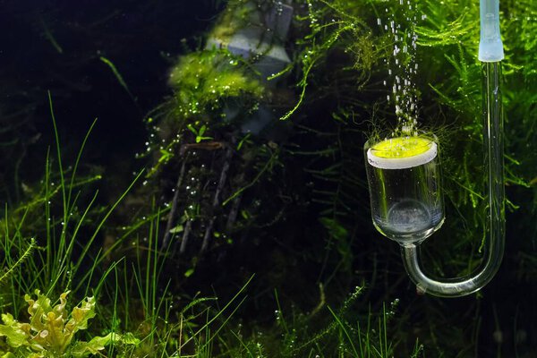 Диффузор углекислого газа на стеклянной стене, насыщение водой внешним воздушным шаром, распылитель CO2, керамическая мембрана, мох, посаженный акваскейп, пышная водная растительность, мелкое размытие фона