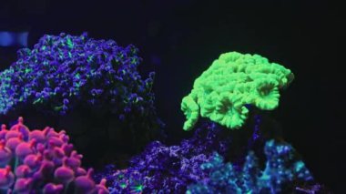 Caulastraea curvata baş polip taşı dairesel akım Entacmaea dört renkli anemon, resif deniz akvaryumu, canlı kaya üzerindeki floresan hayvan kolonisi, LED mavi ışık, mercan çiftliği