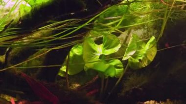 Nuphar lutea, bur-reed uzun yaprak akış, Ceratophyllum demersum ve süzülen suların üzerindeki yeşil alg bitkisi, Ukrayna Chorhun nehir biyop akvaryumu, parlak arkaplan