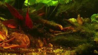 Chorhun nehrinin biyo-akvaryumu, Kırım, kum çakıl taşı ve yaprak döküntüsü substratı, Lepomis gibbosus balkabağı yemi balığı, Pseudorasbora parva, Avrupa 'da ekolojik felaket, Nuphar lutea, su burnu ekildi.