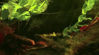Lepomis gibbosus balkabağı tohumu yırtıcı balık avı, Pseudorasbora parva Avrupa 'da ekolojik felakete neden oldu, Nuphar lutea, Potamogeton perfoliatus Chorhun nehrinin biyopsi akvaryumu, Crim
