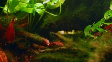 Nuphar lutea, Potamogeton perfoliatus Chorhun nehri, Kırım, Pseudorasbora parva avcısı balık avı yemi, yeşil yosun, kum çakıl taşı ve yaprak döküntüsü substratı, düşük ışık ruh hali.