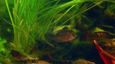 Lepomis gibbosus pusuda bekleyen istilacı balıklar, saldırgan Pseudorasbora parvası, kum çakıl taşı ve yaprak döküntüsü substratı, Chorhun nehrinin tatlı su biyo-akvaryumu, Crimea