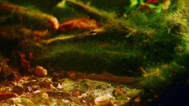 Cobitis taenia, kumu ve yaprağı eşeler ve yiyecek arar, yeşil alg bitki örtüsü, Chorhun Nehri profesyonel bakımı, doğa ahengi ve tatlı su akvaryumu içinde sürüklenir.