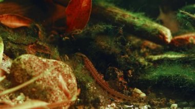 Cobitis taenia adapte edilebilir kazıcı balığı, kumda kamuflaj rengi substrat, yeşil alg bitki örtüsü ekilmiş tatlı su, Chorhun nehri biyop akvaryumu, profesyonel bakım.