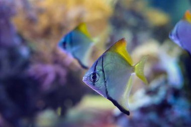 Genç Monodactylus argenteus, floresan ay balığı sürüsü, profesyonel akvaryum bakımı, LED aktinik mavi ışıkta pahalı ev hayvanı balığı, resif deniz akvaryumu bulanık arka plan, laminar akvaryum akvaryumu