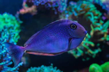 Naso vlamingii young unicornfish, fluorescent spot tang fish professional aquarist care, expensive pet in LED actinic blue light, coral farming hobby, soft coral reef marine aquarium blur background, relax mood clipart