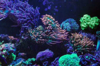 Entacmaea dörtlüsü, Caulastraea eğrisi, Euphyllia divisa lps mercan, floresan köpük ucu anemone hayvan parçası, canlı kaya parçacığı, resif deniz su burnu, akafarma hobisi, sualtı yaban hayatı