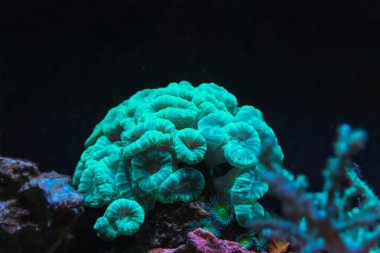 Caulastraea curvata green fluorescent colony in laminar wave flow, nano reef marine aquadesign, frag head, live rock ecosystem in actinic blue LED, coral farming hobby, professional aquarist care clipart