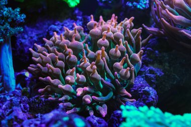 Entacmaea dört renkli, hardy fluorescent baloncuk ucu anemone hayvan parçaları plankton yiyeceği, canlı kaya parçacıkları, resif deniz akvaryumu, deneyimli akvaryum avlama hobisi, sualtı yaban hayatı