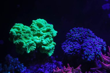 Caulastraea curvata yeşil florasan kolonisi, Euphyllia divisa lps mercan, laminar dalga akışı, resif deniz akarsu işareti, cam kapsülü, canlı kaya ekosistemi aktinik mavi LED, aquafarming hobisi, akvaryum bakımı