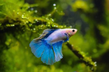 Kelebek Betta yosunlardaki erkek saldırganlığını göz kamaştırıyor. Amano tarzı su burnu, sert yapay su türleri, yemyeşil su bitkileri, parlak LED ışığı, bulanık arkaplan sığ nokta.