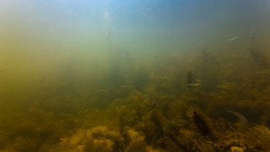 sunbleak schooling fish shoal hide at bottom, silt sediment substrate, hornwort algae bloom, low visibility murky muddy water, ecology threat, high noise, shallow dof, shallow river Buher in Lityn clipart