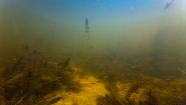 sunbleak shoal camouflage color, silt sediment substrate, algae bloom, hornwort backlight aquascape, low visibility murky muddy water, ecology threat, surface reflection, shallow river Buher in Lityn clipart