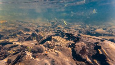 hızlı akış sığ tatlı su deresi, boş kabuk, bivalf yumuşakçaları çamurlu alt tabakada organik parçacıkları emer, yüzey yansıması, güneş ışığı arka plan, Lityn, Ukrayna 'daki Buher nehri