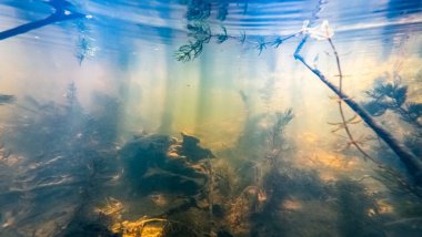 Dal dalları, alüvyon çökeltisi, su altında yeşil alg çiçeği, düşük görüş mesafesi bulanık su, organik parçacık çamuru, çevresel ekoloji tehdidi, Lityn 'de sığ akış tatlı su nehri Buher
