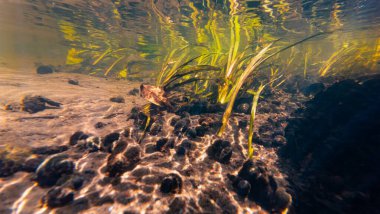 Ramshorn sümüklüböcek kabuğu, bur-reed bataklık bitkisi nehir yatağında yetişiyor Lityn insan kirliliğinde sığ nehir Buger, su altında güneş ışığı yüzeyi yansıması, düşük görülebilir organik parçacık alüvyonu