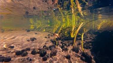 Ancak sazlık bataklık bitkisi hızlı akışında, ramshorn sümüklüböcek kabuğunda, Lityn 'de Buger nehri yatağında, su altında güneş ışınları yüzeyi yansıması, düşük görülebilirlik organik parçacık alüvyonu