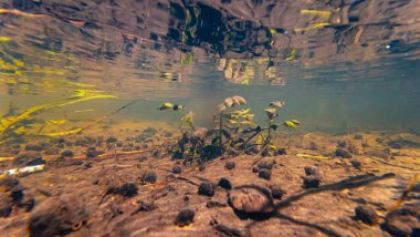 Berula erecta bataklık bitkisi hızlı akıntıya batar, Ramshorn sümüklüböcek kabuğu, Lityn 'de Buger nehri yatağı, su altında güneş ışığı yüzeyi yansıması, düşük görülebilirlik organik alüvyon