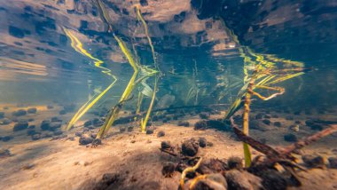 Ama sazlık bataklık bitkisi hızlı akıntıya, ramshorn sümüklü böcek kabuğuna, Lityn 'de sığ nehir Buger' ına, suyun altında güneş ışınları yüzey yansımasına, düşük görüş mesafesi organik parçacık alüvyonu nehir yatağında substrat.