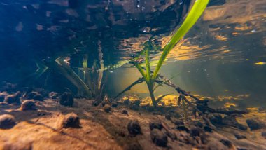 Ama sazlık yaprak hızlı akıntıya, sümüklü böcek kabuğuna, Lityn 'deki sığ nehir Buher' ına, güneş ışınına, su altındaki yüzey dalga yansımasına, düşük görüş mesafesi organik parçacık alüvyonuna, nehir yatağında, sığ dof