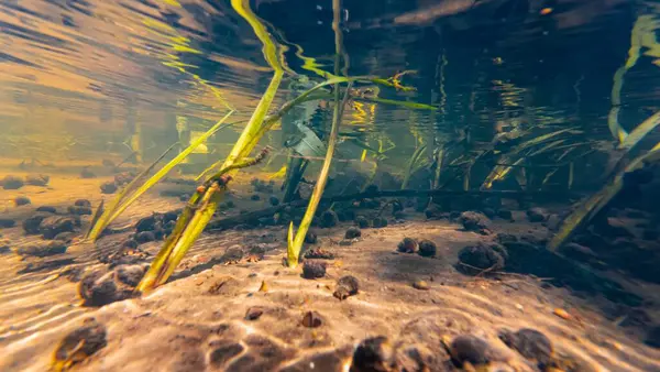 Ama sazlık, hızlı akışa daldırılmış, ramshorn sümüklü böcek kabuğu Lityn 'de sığ nehir buger, su altında güneş ışını yüzeyi yansıması, düşük görüş mesafesi organik parçacık alüvyonu, nehir yatağı, sığ dof