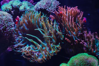 Entacmaea dört renkli, yeşil floresan baloncuk, plankton yiyeceği için anemon avına çıkıyor ve Amphiprion ocellaris 'i koruyor, canlı kaya resifi deniz su burnu, popüler akvaryum hobisi, sualtı yaban hayatı