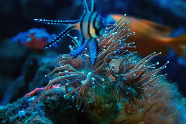 Meşale mercan hareket duyargası, resif deniz akvaryumunda yumuşak mercan büyür, Banggai kardinalbalığı bulanık figürü, koquina canlı kaya marikülü su burnu, LED aktinik ışık, dalga üreticisi laminar akışı, rahatlatıcı ruh hali