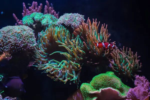 Entacmaea dörtlü renk, hardy fluorescent baloncuk ucu anemone plankton yiyeceği avı ve Amphiprion ocellaris 'i korumak, canlı kaya resifi deniz su burnu, popüler akvaryum hobisi, sualtı yaban hayatı