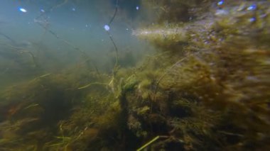 Hornwort ve elodea sığ tatlı su havuzuna hükmediyor, fırtına üstüne su bitkisi karışıklığı, yeşil kıllı mikro algler düşük görüş mesafesi düşük çamurlu su, insan kirli çevre felaketi, şehirdeki Riv nehri Bar 'da