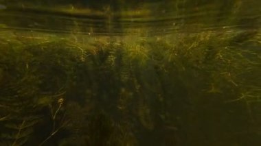 Hornwort ve sago pondweed su bitkisi oksijenli su birikintisinde, cüce balıklar güneşli gün ışığında kızartılır, temiz su havzası sağlıklı ekosistem, yüzey yansıması, Vinnytsia nehri
