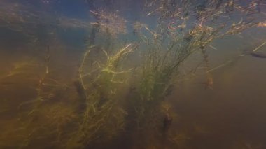 Hornwort ve sago pondweed su bitkisi, tatlı su havuzundaki çiçek bitkisi, sazan balığı arka planda kızarır, bulanık su havzası, saç algleri ekosistemi, yüzey yansıması, Vinnytsia nehri