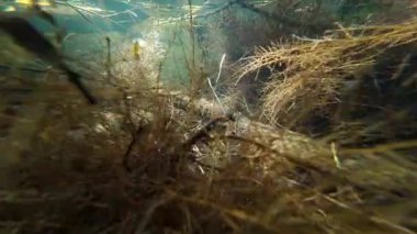 sığ tatlı su göletinde alüvyonlu çamur ve çöp kirliliği, boynuzlu su bitkisi bitki örtüsü, güneş ışığı, düşük görüş mesafesi çamurlu su, yüzey yansıması, Lityn 'de nehir kabarcığı