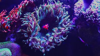 Entacmaea quadricolor yeşil baloncuk ucu anemone hayvan canlı kaya taşı, ocellaris palyaço balığı simbiyozu ekosistem, hızlı akış resif deniz akvaryumu, LED aktinik mavi ışık, mercan çiftliği