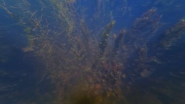 saç yosunu, boynuz otu ve sago pondweed su bitkisi, tatlı su havuzundaki çiçek bitkisi, güneşli arka planda cüce balığı kızartması, bulanık su havzası ekosistemi, yüzey yansıması, Vinnytsia nehri