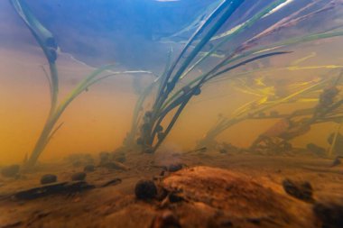 Bataklık yaprağı bataklığı, ramshorn sümüklü böcek kabuğu, sığ nehirde hızlı akış Buher, Lityn, yüzeysel yansıma, kötü görülebilirlik organik parçacık silt nehir yatağı, klorella yeşil alg.