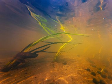 Ama sade bataklık yaprak yüzey yansıması, Ramshorn sümüklüböcek kabuğu, sığ nehirde hızlı akış Buher, Lityn, zayıf görülebilirlik organik parçacık bereketli alüvyon nehri yatağı, klorella yeşili alg çiçeği.