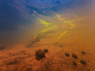 Ama sade bataklık yaprağı nehir yatağında hızlı akıntıya kapılmış, Ramshorn sümüklüböcek kabuğu Lityn 'de sığ nehir Buger, yüzeysel yansıma, zayıf görülebilirlik organik parçacık silt, klorella yeşil alg