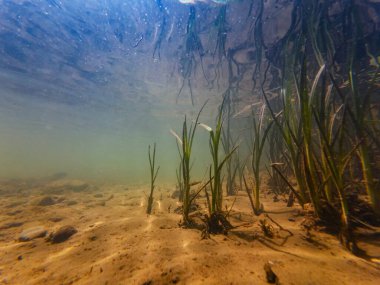 Buğday kamışı ya da balçıklı bataklık bitkisi, hızlı akış düşük görüş mesafesi bulanık su, organik parçacık çamuru, su altında gizemli su pelerini, kum tortusu substratı, Uzhhorod 'da sığ tatlı su nehri Uzh' u