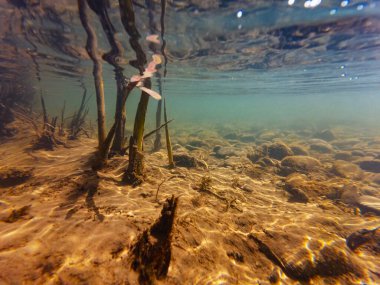 Uzhhorod 'daki sığ tatlı su nehri Uzh' u, burunkamışı, hızlı bataklık bitkisi, düşük görüş mesafesi hızlı bulanık su, organik parçacık kum tortuları çakıl taşı substratı, su altı sualtı yansıması, yüzey yansıması.