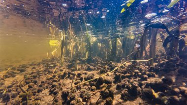Viviparus ve Ramshorn kapakçık kabuğu, bataklık bataklığı bataklığı, su altında güneş ışınları yansıması, insan kirliliği organik parçacık alüvyonu, Lityn, Podillya bölgesinde sığ nehir yatağı Buher nehri
