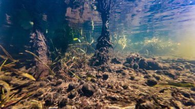 Viviparus ve Ramshorn kapakçık kabuğu, bataklık bitkisi, güneş ışınları su altında yansıması, kristal berrak su, organik parçacık silt nehir yatağı Lityn, Podillya bölgesinde Buher nehri