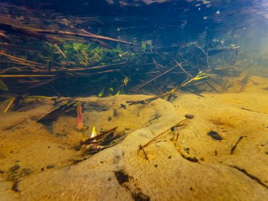 Lityn 'de, Berula ereksiyon bataklık bitkisi, düşük görülebilirlik organik parçacık, yaprak kirliliği, kumlu nehir yatağı, yüzey dalga yansıması...