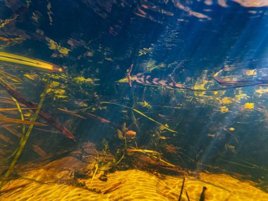 Su kaynağı, güneş ışığı hızlı akışında sığ dere, Berula ve bulrush bataklık bitkisi su altında, düşük görülebilirlik yaprağı kirliliği, kumlu nehir yatağı, yüzey dalgası yansıması, Lityn 'deki Buher nehri